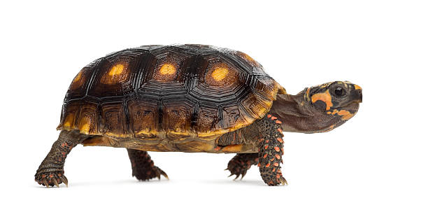 istock Red-footed tortoises (1, 5 years old), Chelonoidis carbonaria, 508412944