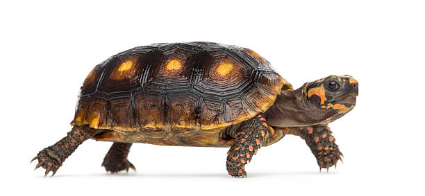 istock Red-footed tortoises (1, 5 years old), Chelonoidis carbonaria, 508413022