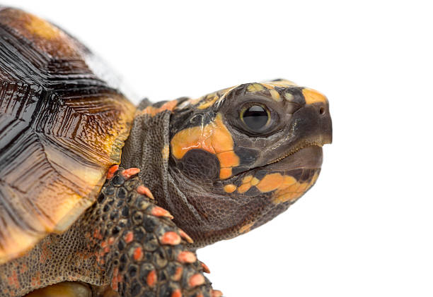 istock Red-footed tortoises (1, 5 years old), Chelonoidis carbonaria, 508413186