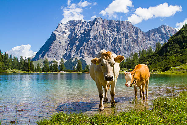 pastwisko sielanka na seeebensee jezioro - zugspitze mountain mountain tirol european alps zdjęcia i obrazy z banku zdjęć