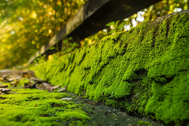 istock Mos beside the road 508415450