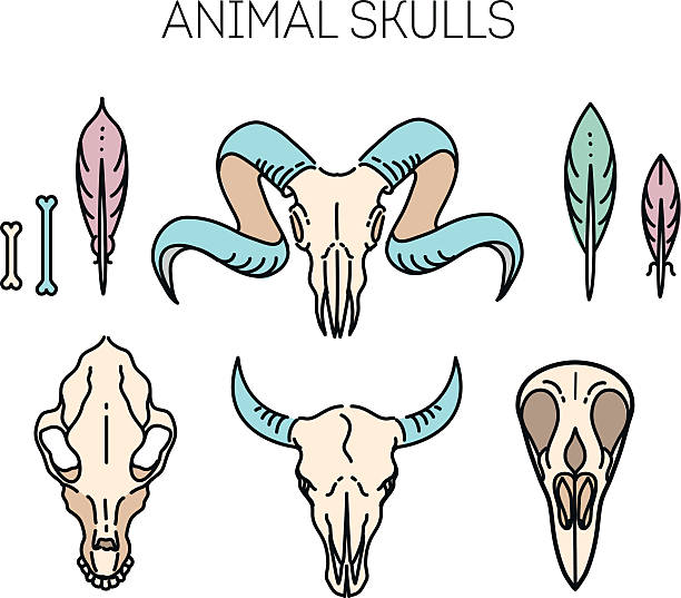 zarys ikona czaszki zwierząt - ox tail stock illustrations