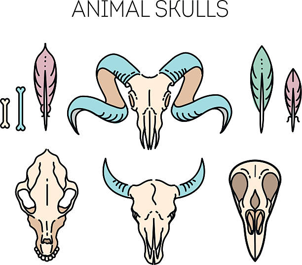 вид животных значок с изображением черепа - animal skull cow animal skeleton animal stock illustrations