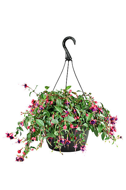 brinco-de-princesa em uma panela pendurado - hanging basket imagens e fotografias de stock