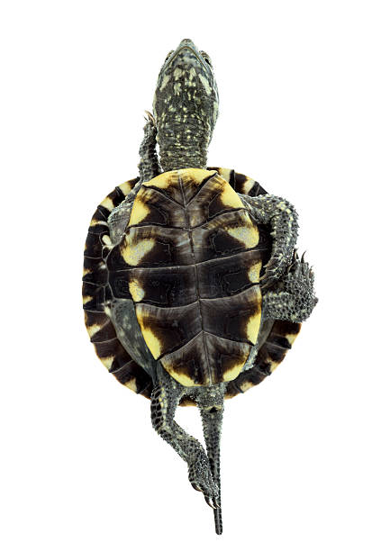 istock European pond turtle (1 year old), Emys orbicularis, swimming 508416192