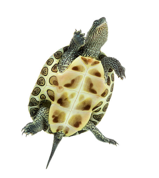 istock European pond turtle (1 year old), Emys orbicularis, swimming 508416380