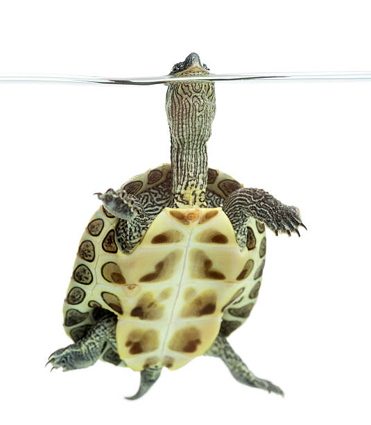 istock European pond turtle (1 year old), Emys orbicularis, floating 508416428