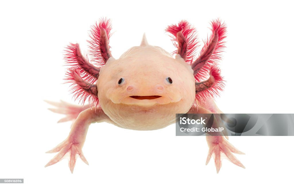 Axolotl (Ambystoma mexicanum) à l'avant de un fond blanc - Photo de Axolotl libre de droits