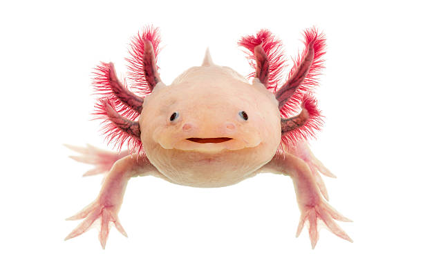 axolotl (ambystoma mexicanum) à l'avant de un fond blanc - salamandre photos et images de collection