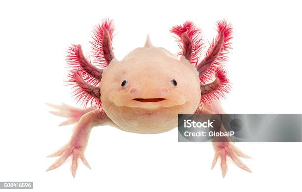 Photo libre de droit de Axolotl À Lavant De Un Fond Blanc banque d'images et plus d'images libres de droit de Axolotl