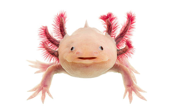 Axolotl (Ambystoma mexicanum) in front of a white background stock photo