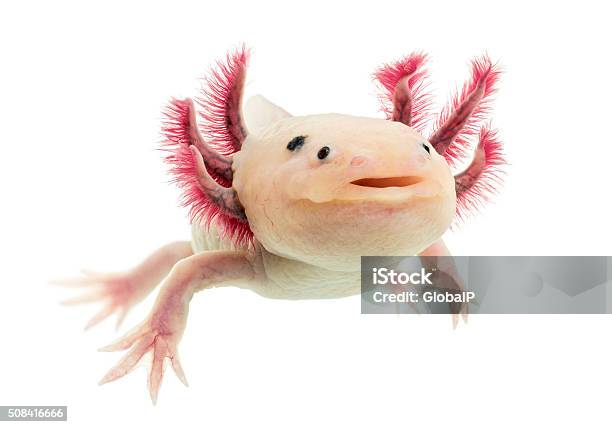 Axolotl In Front Of A White Background Stock Photo - Download Image Now