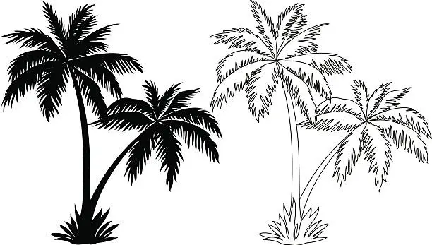 Vector illustration of Palm Trees, Silhouettes and Contours