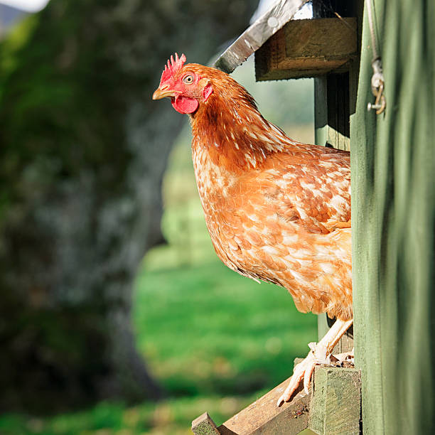 istock Chicken leaving the coop 508417396