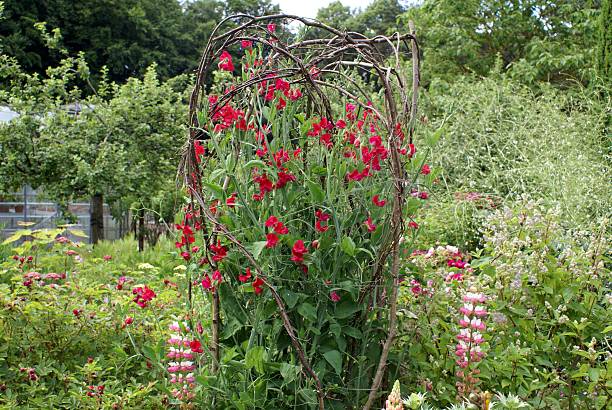 istock Red Sweet pea flowers 508418380