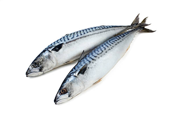 Fresh-frozen mackerel couple on a white background