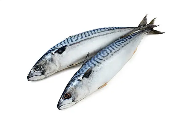 Photo of Fresh-frozen mackerel couple on a white background