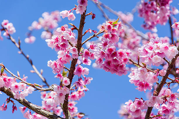 istock Sakura with sweet background in winter at Doi Ang khang, 508418918