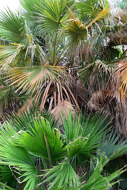 istock In the PalmEngarten - Jungle - Palm Leaves - Spain 508419720