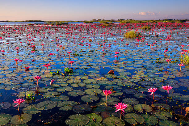 The sea of red lotus, Udon Thani, Thailand stock photo