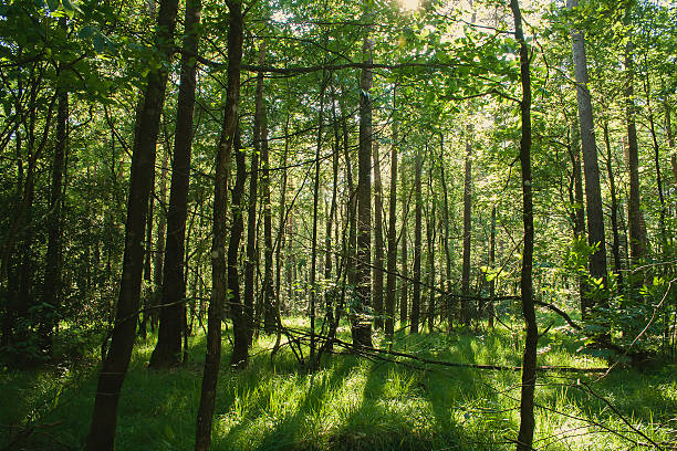Paimpont forest Paimpont forest in Brittany, France foret de paimpont stock pictures, royalty-free photos & images