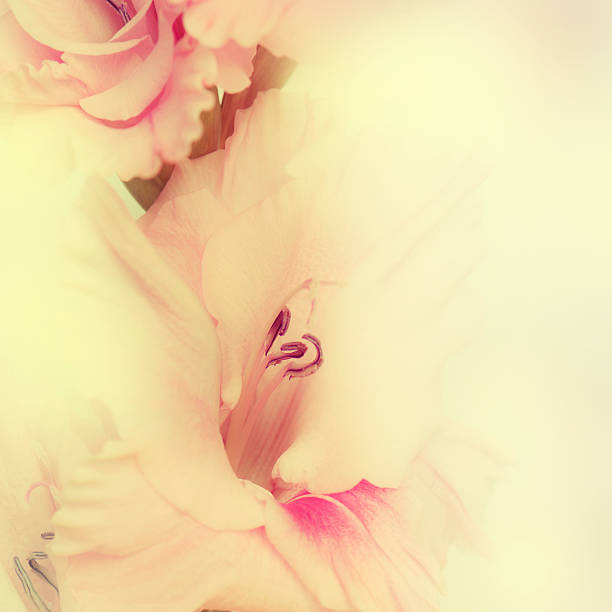 istock Macro shot of Gladiolus flowers. 508420868