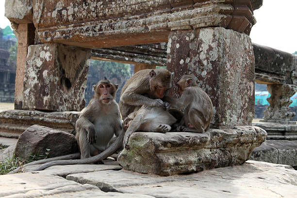 istock Monkeys in the temple complex of Ankor Wat 508421067
