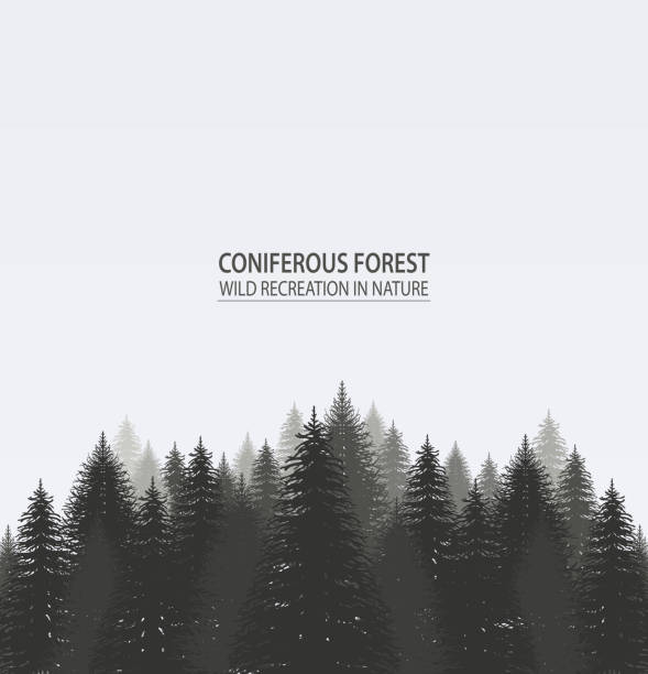 Coniferous pine forest. Coniferous pine forest. Camping fir tree horizon forest woods stock illustrations
