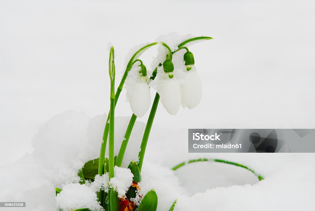 Snowdrops under Snow Snowdrop flowers blossoming under snow. Ecosystem Stock Photo