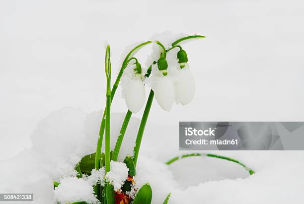 Snowdrops Under Snow Stock Photo - Download Image Now - Ecosystem, Extreme Close-Up, Flower