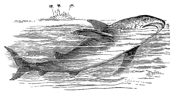 ภาพประกอบสต็อกที่เกี่ยวกับ “ภาพประกอบโบราณของฉลามขาวตัวใหญ่ (carcharodon carcharias) - เม็กกาโลดอน”