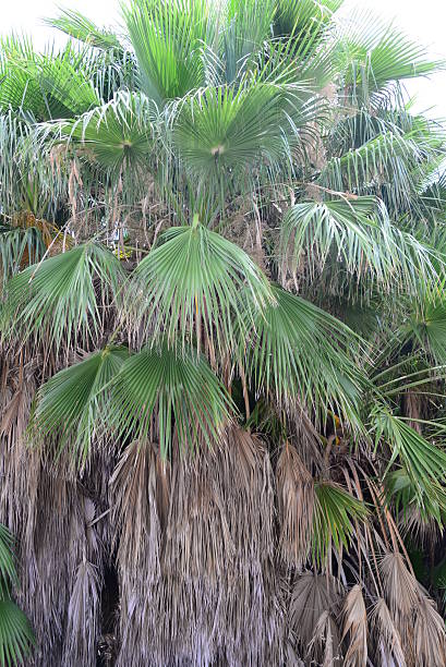 istock In the PalmEngarten - Jungle - Palm Leaves - Spain 508421376