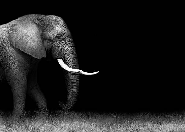 elephant in black and white - animal close up elephant animal eye 뉴스 사진 이미지