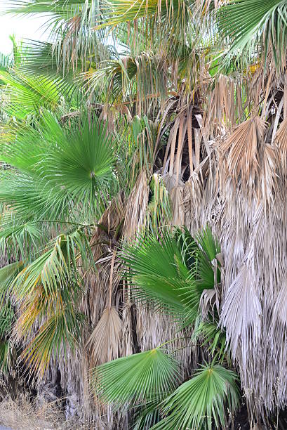 istock In the PalmEngarten - Jungle - Palm Leaves - Spain 508422166