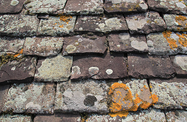 Old roof tiles with lichen.