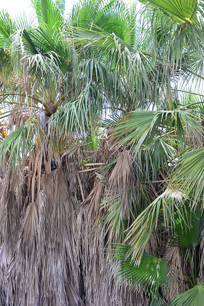 istock In the PalmEngarten - Jungle - Palm Leaves - Spain 508422462
