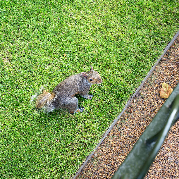 Curious squirrel in Hyde Park, London England
