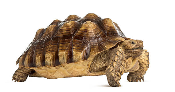 istock Male African spurred tortoise (4 years old), Centrochelys sulcata, 508422620