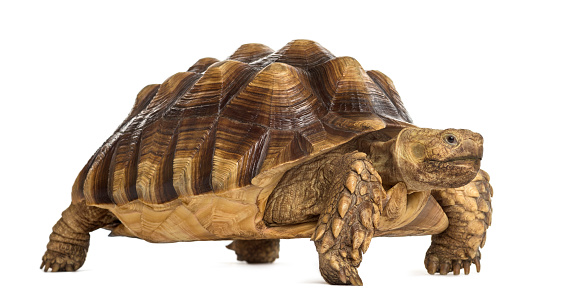 Male African spurred tortoise (4 years old), Centrochelys sulcata, in front of a white background