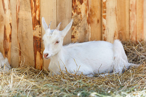 istock White goat near the wooden wall 508423014