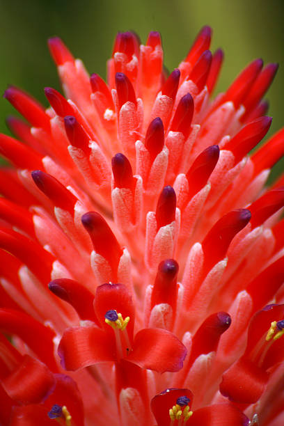 istock Close up of red pineapple flowers 508423047