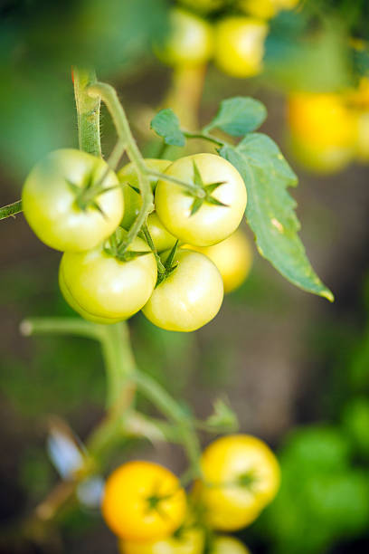 istock Natural tomato greenhouse 508423197