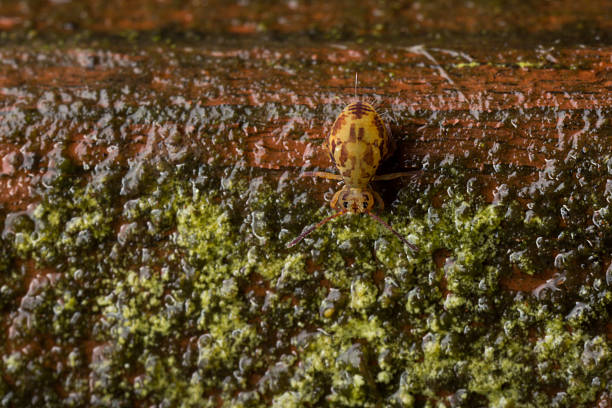 Collembola, or Springtail, on wooden decking. Tiny springtail, or Collembola, of the Dicyrtomina saundersi species.  These are an ancient group of animals, which despite having six legs are not classified as insects, but form a separate class within the Phylum Arthropoda, representing a parallel line of evolution from the first crustaceans to colonise land.   Most species have furca, two rear appendages that have evolved into a springing mechanism, used as an effective method of avoiding predators. collembola stock pictures, royalty-free photos & images