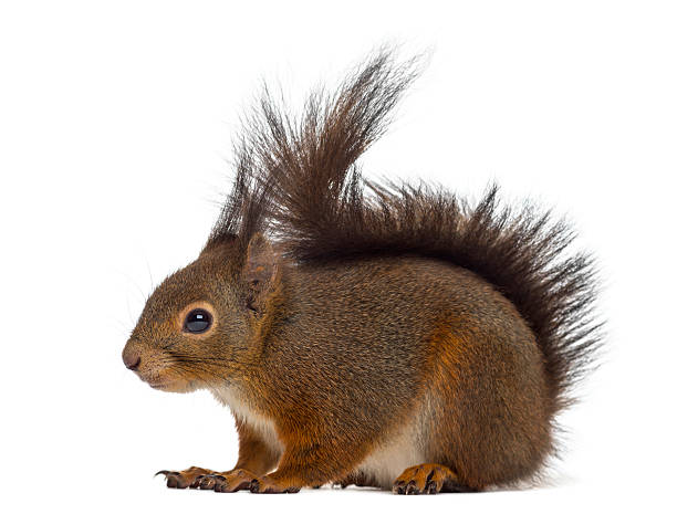 istock Red squirrel in front of a white background 508423374