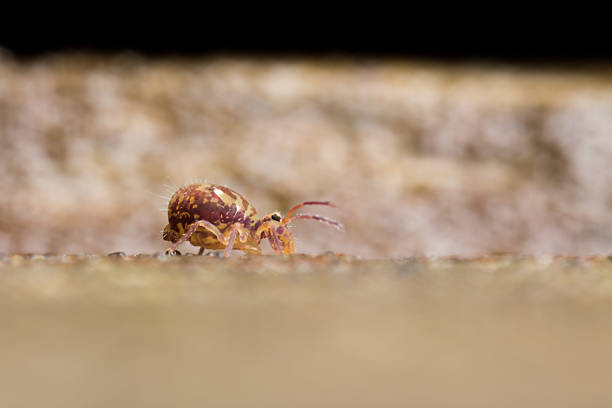Tiny Collembola, or Springtail, walking along some wooden decking. Tiny springtail, or Collembola, of the Dicyrtomina saundersi species.  These are an ancient group of animals, which despite having six legs are not classified as insects, but form a separate class within the Phylum Arthropoda, representing a parallel line of evolution from the first crustaceans to colonise land.   Most species have furca, two rear appendages that have evolved into a springing mechanism, used as an effective method of avoiding predators. collembola stock pictures, royalty-free photos & images