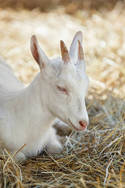 istock White goat lying in the dry grass 508423396