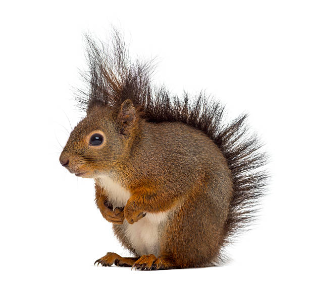 istock Red squirrel in front of a white background 508423420