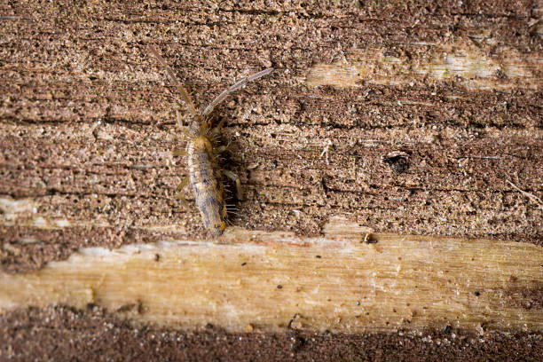 Tiny Collembola, or Springtail, walking along some wooden decking. Tiny springtail, or Collembola, of the Entomobrya intermedia species.  These are an ancient group of animals, which despite having six legs are not classified as insects, but form a separate class within the Phylum Arthropoda, representing a parallel line of evolution from the first crustaceans to colonise land.   Most species have furca, two rear appendages that have evolved into a springing mechanism, used as an effective method of avoiding predators. collembola stock pictures, royalty-free photos & images