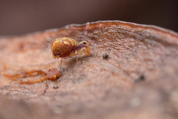 Tiny Collembola, or Springtail, walking along a dead leaf. Tiny springtail, or Collembola, of the Dicyrtomina saundersi species.  These are an ancient group of animals, which despite having six legs are not classified as insects, but form a separate class within the Phylum Arthropoda, representing a parallel line of evolution from the first crustaceans to colonise land.   Most species have furca, two rear appendages that have evolved into a springing mechanism, used as an effective method of avoiding predators. collembola stock pictures, royalty-free photos & images