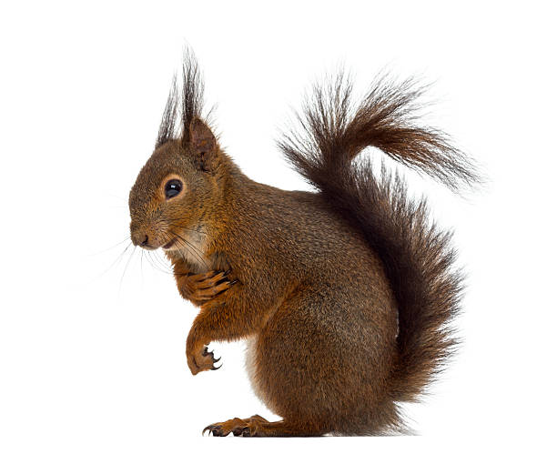 istock Red squirrel in front of a white background 508423756